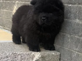 Chow Chow