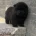 Chow Chow