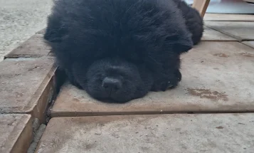 Chow Chow