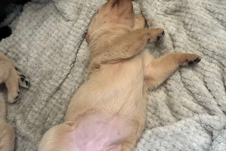 Labrador Retriever
