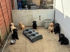 Labrador Retriever