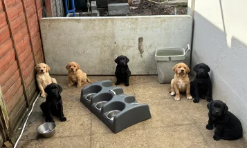 Labrador Retriever
