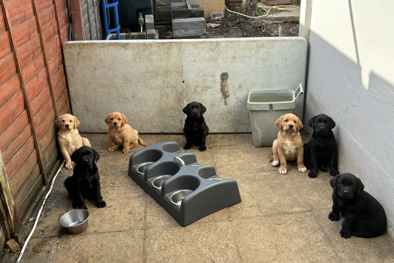 Labrador Retriever