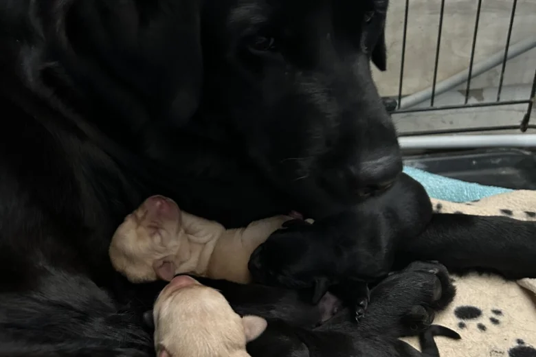 Labrador Retriever