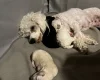 Cockapoo