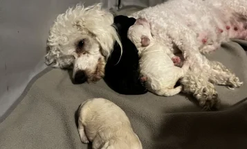 Cockapoo