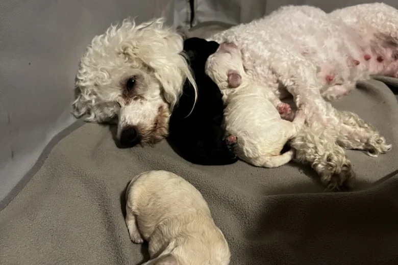 Cockapoo