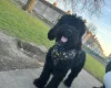 Cockapoo