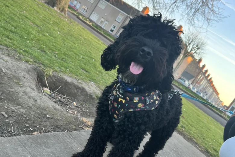 Cockapoo
