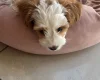Cockapoo