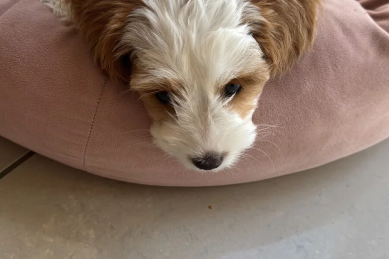 Cockapoo