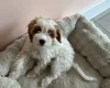Cockapoo