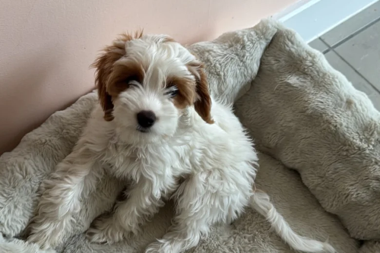 Cockapoo