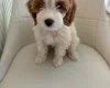 Cockapoo