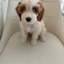 Cockapoo