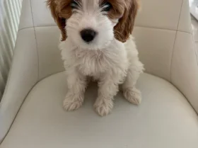 Cockapoo