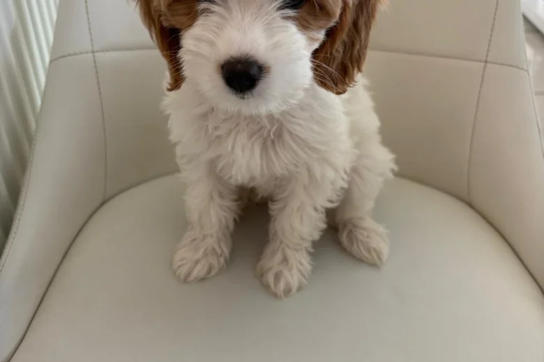 Cockapoo