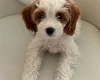 Cockapoo