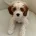 Cockapoo