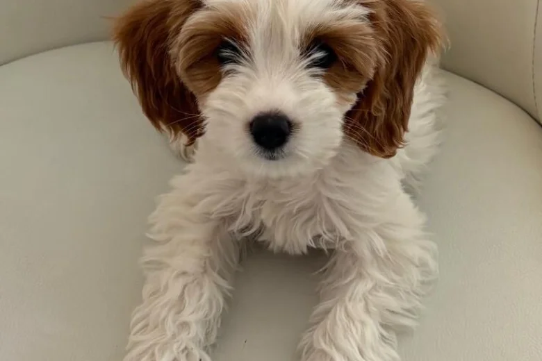 Cockapoo