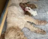 Cockapoo