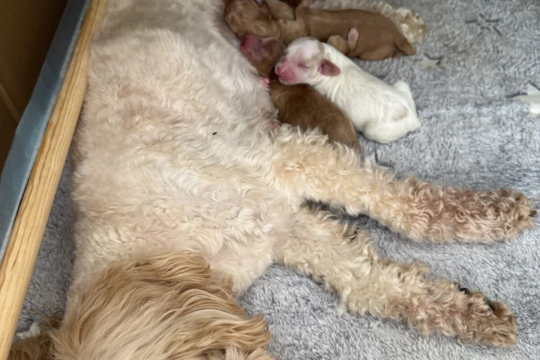 Cockapoo