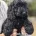 Cockapoo