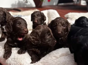 Cockapoo
