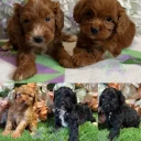 Cockapoo
