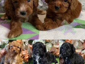 Cockapoo