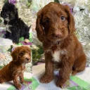 Cockapoo