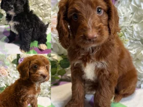 Cockapoo