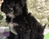 Cockapoo