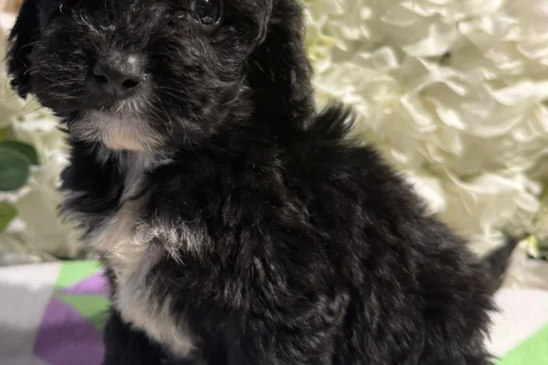 Cockapoo