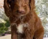 Cockapoo