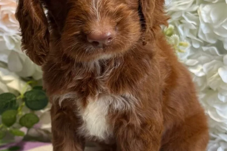 Cockapoo