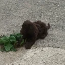 Cockapoo