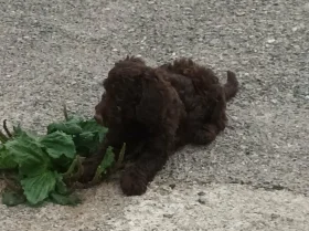 Cockapoo