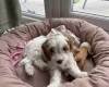Cockapoo