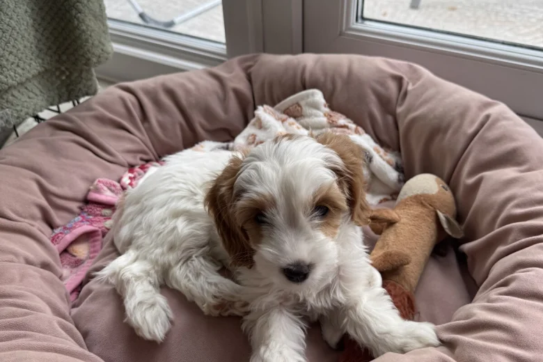 Cockapoo