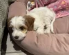 Cockapoo