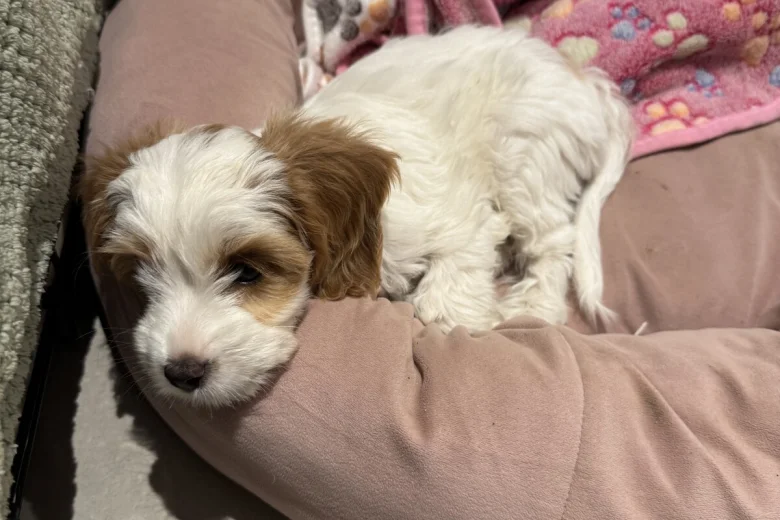 Cockapoo