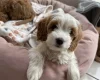 Cockapoo