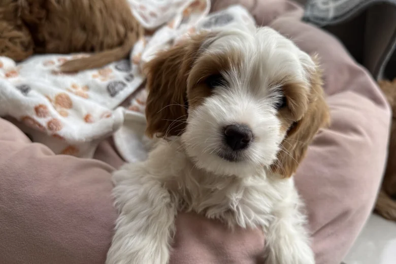 Cockapoo