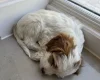 Cockapoo