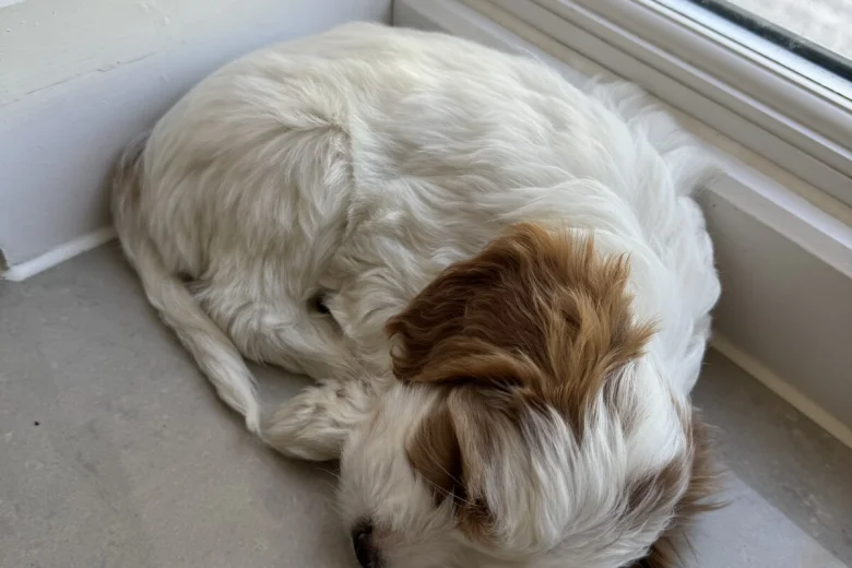 Cockapoo