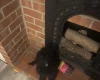 Cockapoo