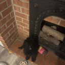 Cockapoo