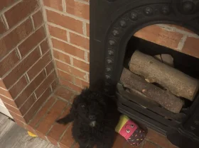 Cockapoo