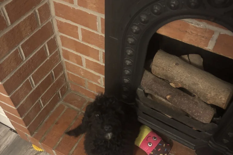 Cockapoo